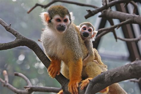 cute squirrel monkey with baby | Squirrel monkey, Baby squirrel, Cute squirrel