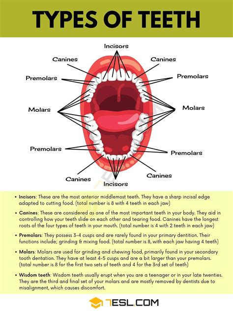 the different types of teeth and their functions