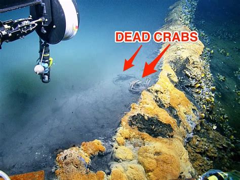 Scientists discovered an underwater lake of death called the 'Jacuz...