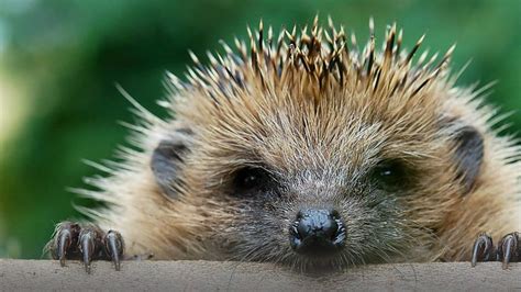 The European Hedgehog - A guide to British fauna | Animals, Small pets, Hedgehog