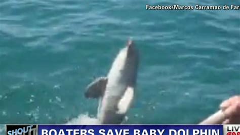 Dolphin does happy dance after rescue | CNN