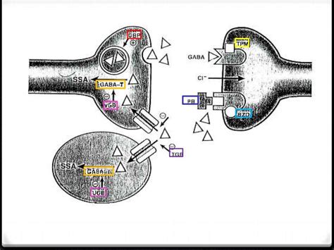 Treatment of focal epilepsy ( short )