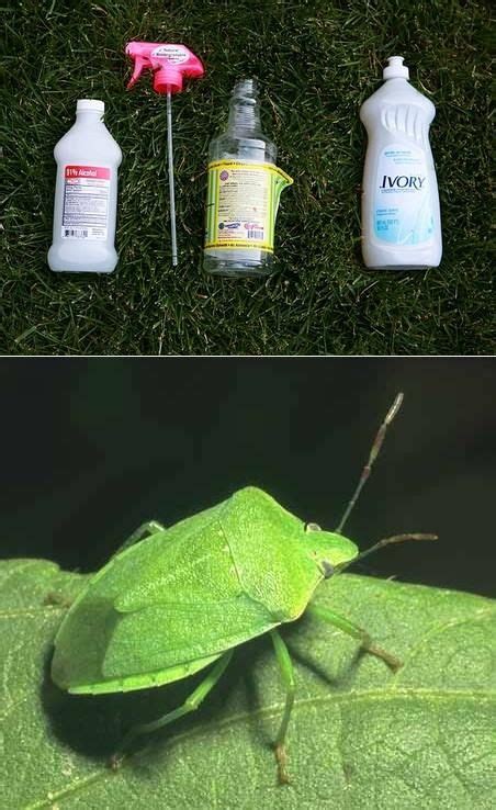 How to exterminate stink bugs: Isopropyl Alcohol = bug spray. In fact ...