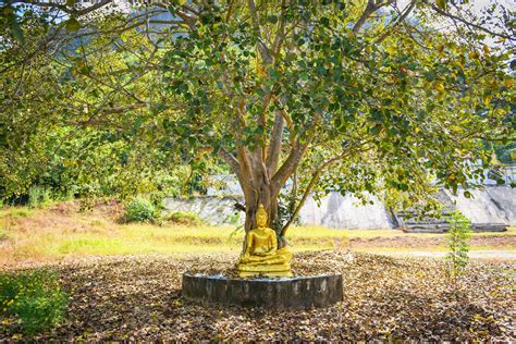 Bodhi tree and green bodhi leaf with Buddha statue at temple thailand ...