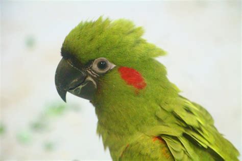 Breeding and Research Centre - young Red-fronted Macaw - ZooChat