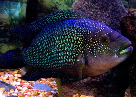 jack dempsey cichlid | Tropical fish aquarium, Tropical fish tanks ...