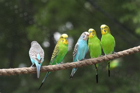 Pictures Of Budgie