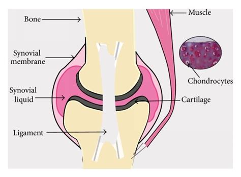 An overview of a typical joint structure. Hyaline cartilage, the most... | Download Scientific ...