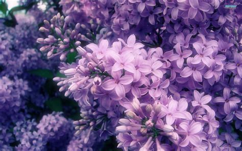 Lilac Pictures Wallpaper (70+ images)