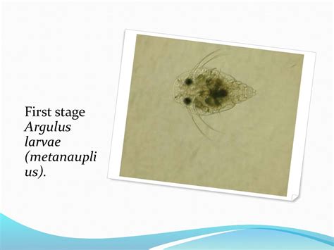 ectoparasites disease in fish