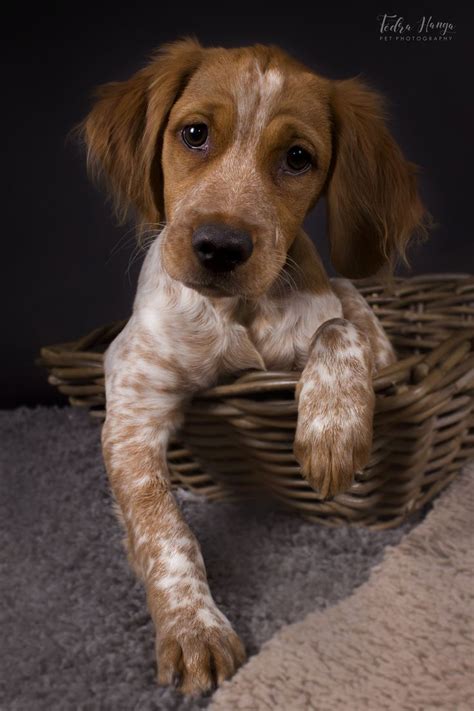 Breton spaniel-SAMU-FEDRA HANGA petphotography http://petstudio1 ...