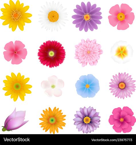 Summer flowers set Royalty Free Vector Image - VectorStock