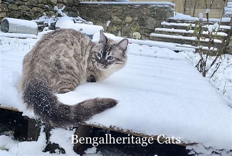 Cashmere Bengal Kittens | Bengalheritage Cats Ltd. | VIEW MORE