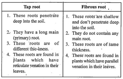 What is the difference between tap root and fibrous root