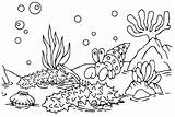 Sea Cucumber Coloring Pages  Free Printable PDF JPG PNG & Online sketch template
