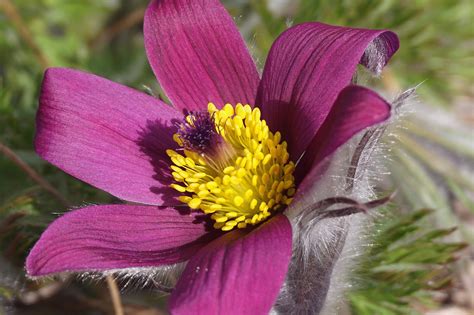 Pasqueflower Pasque-Flower Flower - Free photo on Pixabay - Pixabay