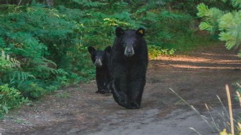 Early bear hunting season opens in New York State | wgrz.com