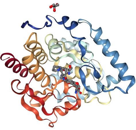 Tryptophan Hydroxylase 1/TPH1 Protein Overview | Sino Biological