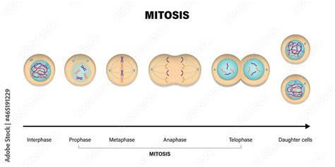 Mitosis phases. Prophase, Metaphase, Anaphase, and Telophase. Stock ...