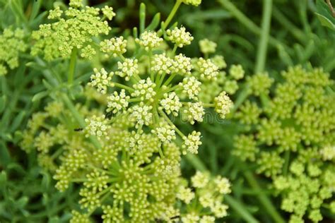 Sea fennel plant stock image. Image of summer, green - 100018715