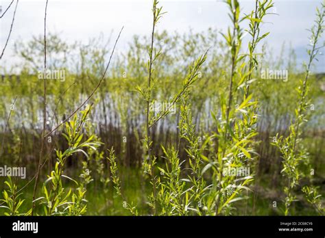 Sandbar Willows (also known as a ditchbank willow or Coyote Willow) in ...