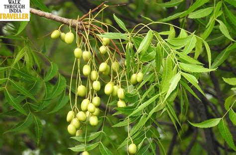 10 Most Common Indian Trees-Sacred and Fruitful