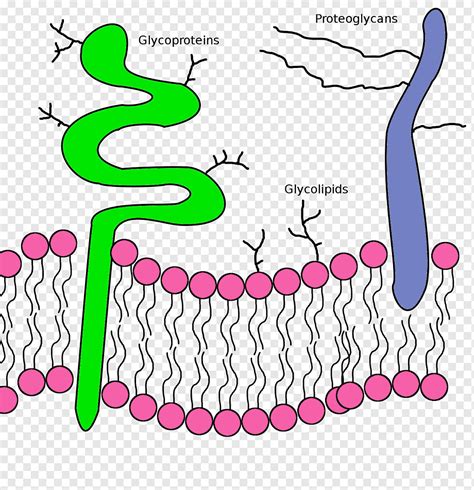 Lipid bilayer Phospholipid Glycoprotein Cell membrane, science, text, biology, cell png | PNGWing