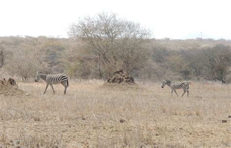 An Assessment of the Drought Situation in Kajiado County on Wildlife ...