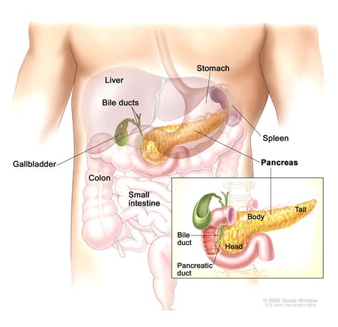 What gland in the body secretes insulin? | Socratic