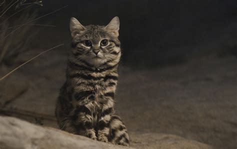 The rare black-footed cat: the world's deadliest feline