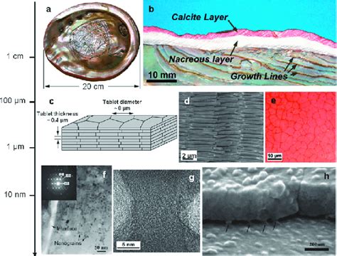 The multiscale structure of nacre: (a) view of the inner nacreous layer... | Download Scientific ...