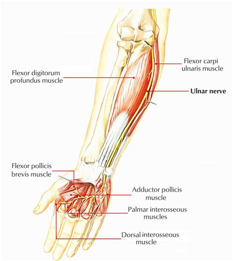 Easy Notes On 【Ulnar Nerve】Learn in Just 4 Minutes! – Earth's Lab