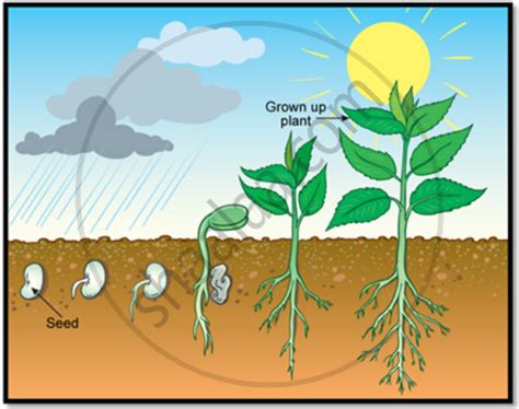 The Response of Plants to Gravity is Known as Geotropism. How Are Plant Parts Sensitive to ...