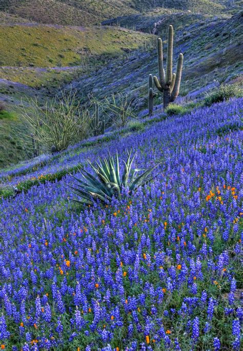 Arizona Desert Spring Flowers / Arizona wildflower forecast: Here's why ...