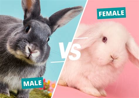 Male vs Female Rabbits: Key Differences & Which Is Better?