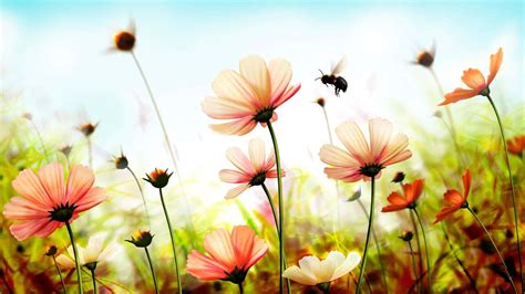 Download Cute Spring Desktop With Bee Wallpaper | Wallpapers.com