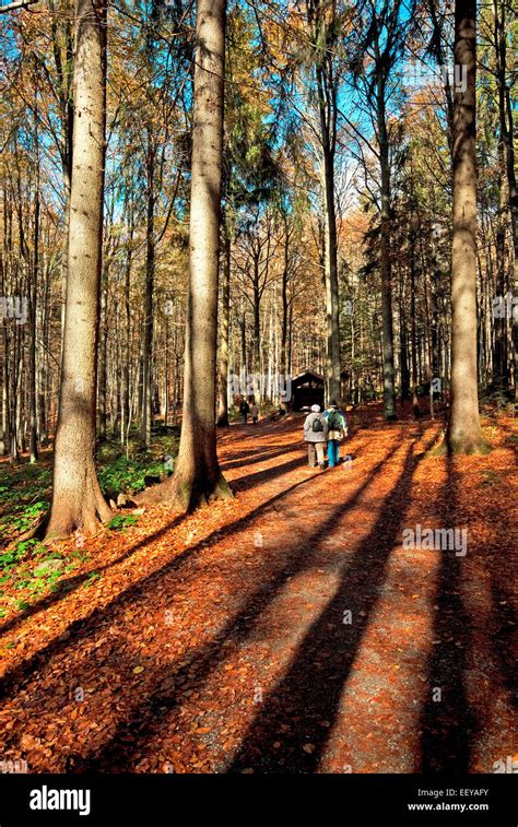 Hiking in Bavarian Forest National Park, Bayerischer Wald, Bavaria, Germany Stock Photo - Alamy