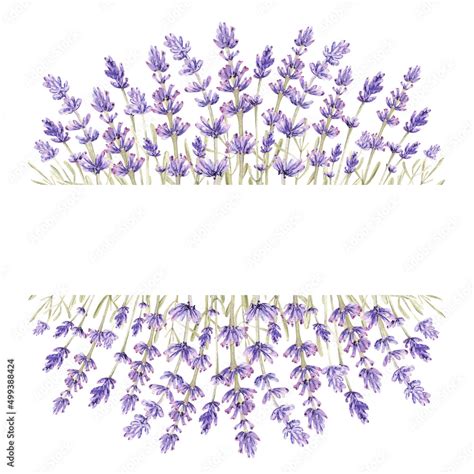 Lavender Flower Border Clipart