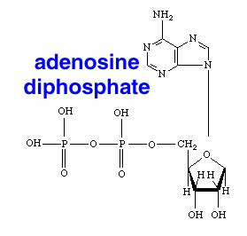 Adenosine diphosphate; Adenosine Pyrophosphate; ADP; Magnesium ADP; MgADP