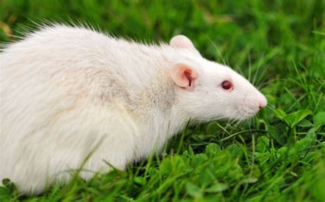 Why Are the White Rats Extremely Important? – Pouted Online Lifestyle Magazine