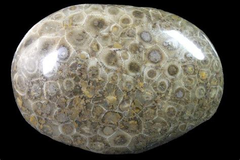 3.55" Polished Petoskey Stone (Fossil Coral) - Michigan For Sale ...