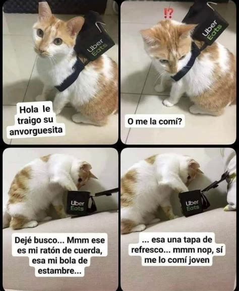 Feliz Día del Gato 2022. 51 memes de gatos y Karen para toda ocasión | Unión Guanajuato