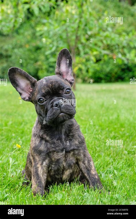 Puppy black brown brindle French bulldog sitting in the grass. Natural ...