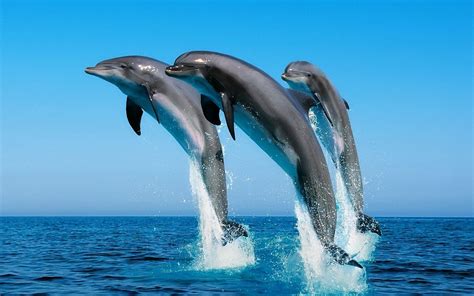 Free Dolphin Wallpapers For Desktop - Wallpaper Cave