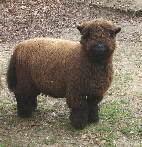 Miniature "Babydoll" Southdown Sheep | Pets | Pinterest Farming, Animals Beautiful, Beautiful ...