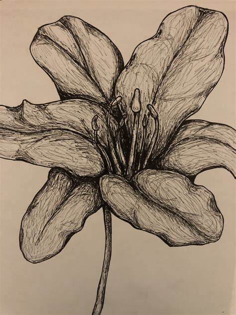 a black and white drawing of a flower