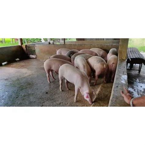 Female Healthy Yorkshire Pig, Above 20 Kg at Rs 15000/number in Pune | ID: 20111902473