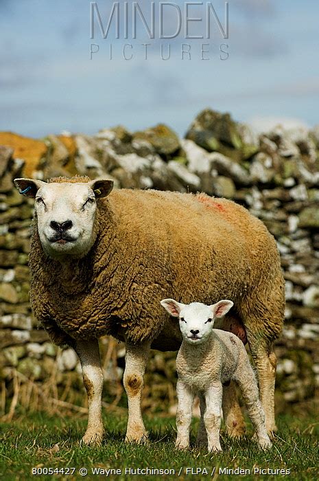 Beltex Sheep stock photo - Minden Pictures