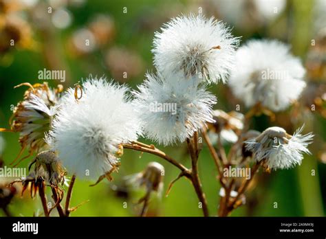 Common Ragwort (senecio jacobaea), close up of several back lit seed heads Stock Photo - Alamy