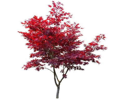 Japanese Maple Care - Millcreek Garden